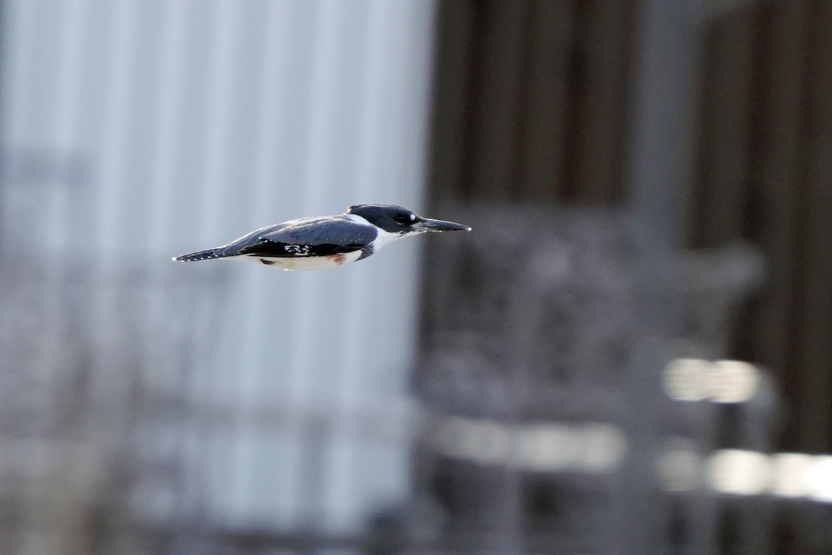 Belted Kingfisher - ML645648164
