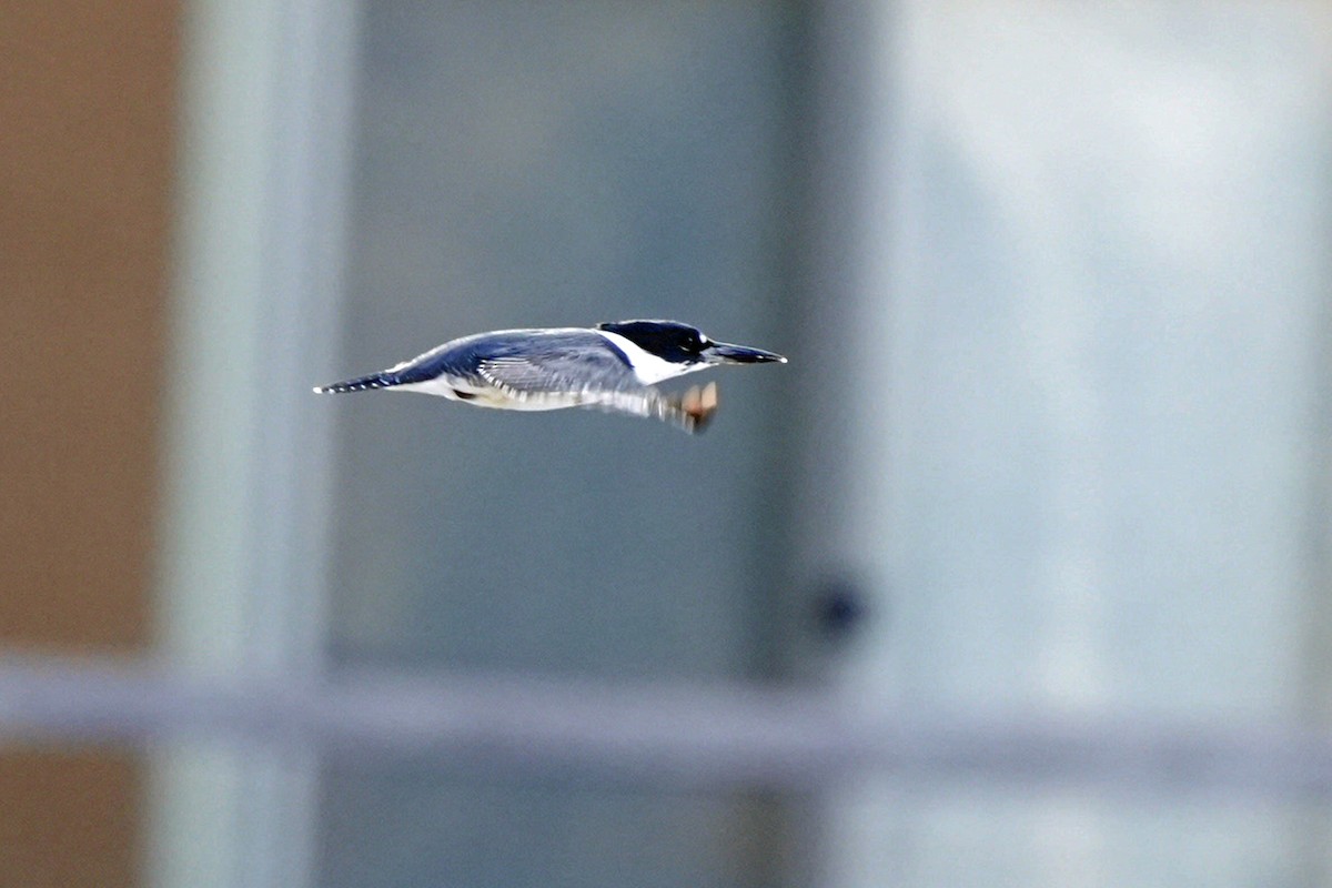 Belted Kingfisher - ML645648166