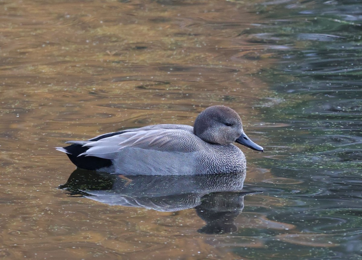 ברווז אפור - ML645648167