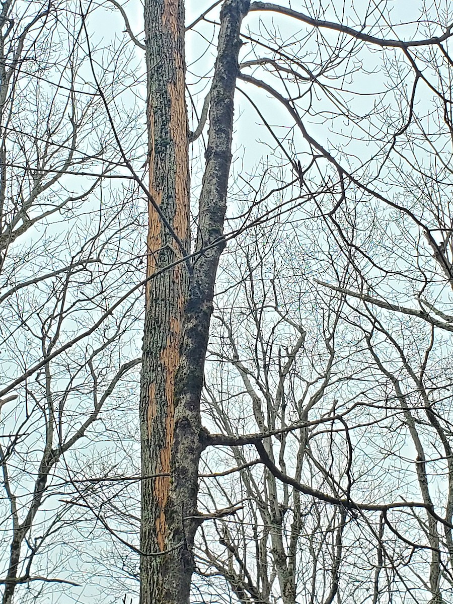 datel chocholatý - ML645648169