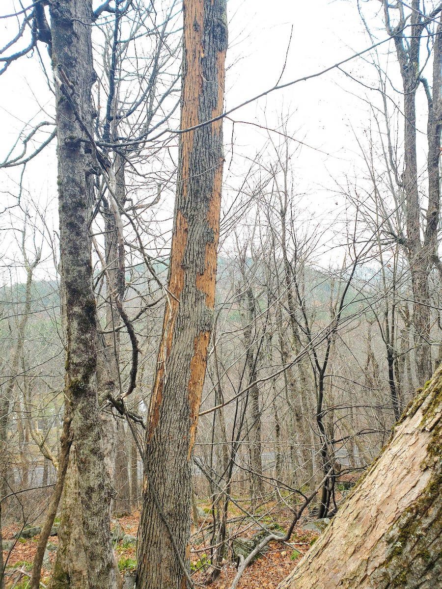 datel chocholatý - ML645648170