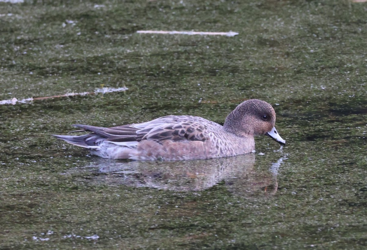 ברווז צהוב-מצח - ML645648177