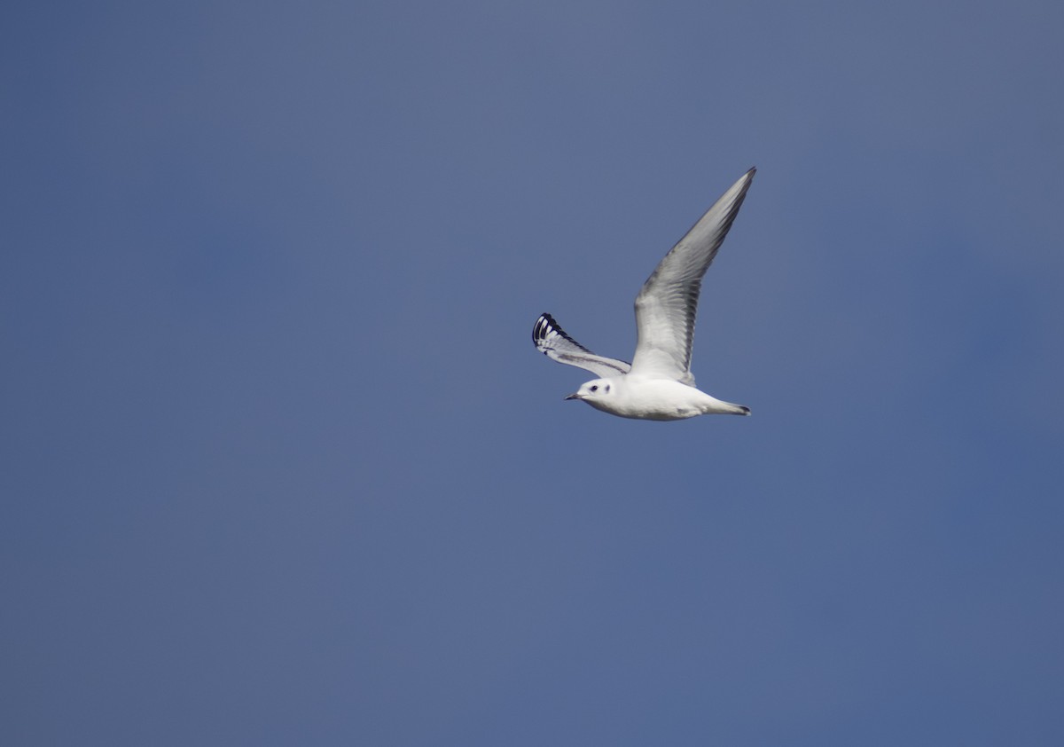 Bonaparte's Gull - ML645648180