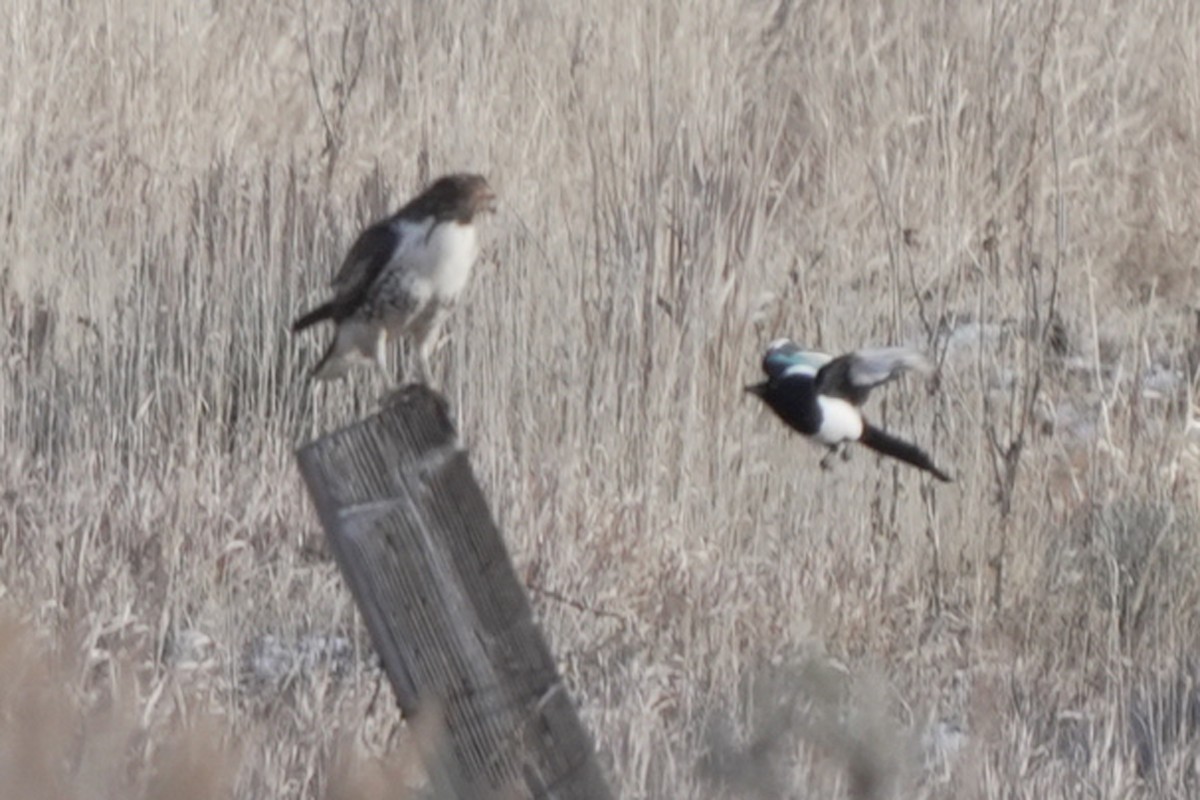 Red-tailed Hawk - ML645648187