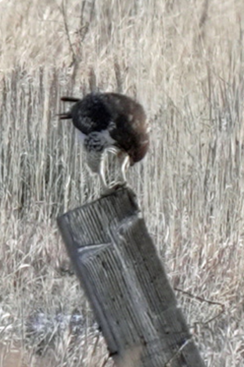 Red-tailed Hawk - ML645648188