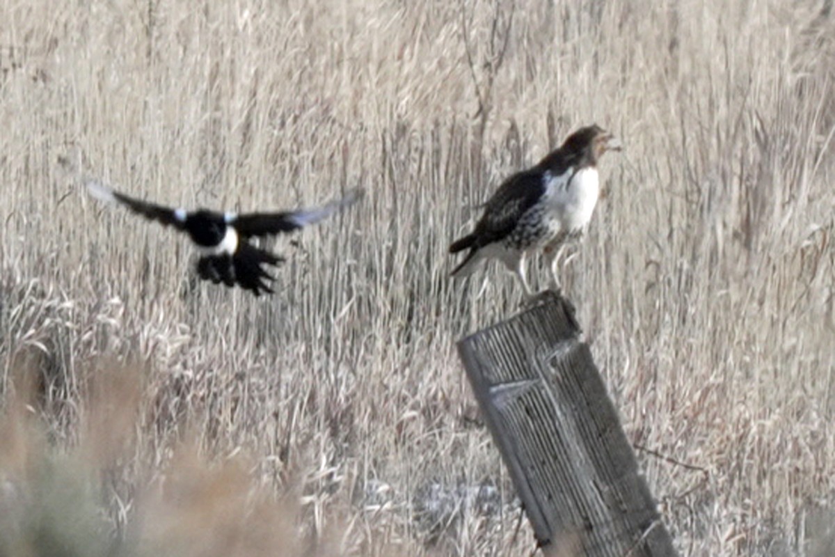 Red-tailed Hawk - ML645648189