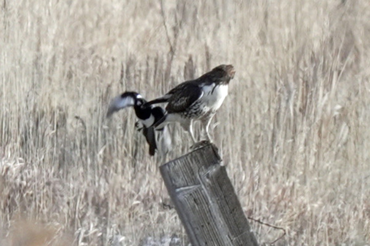 Red-tailed Hawk - ML645648190
