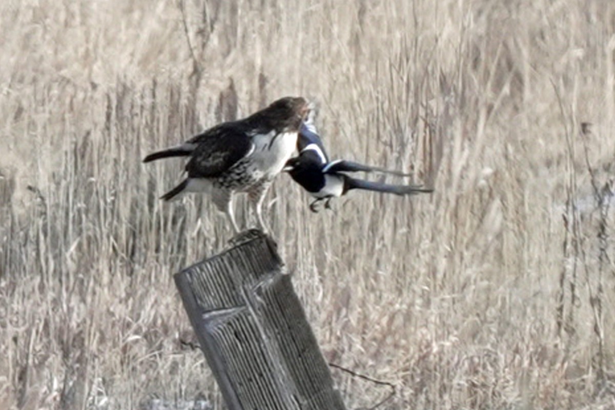 Red-tailed Hawk - ML645648191
