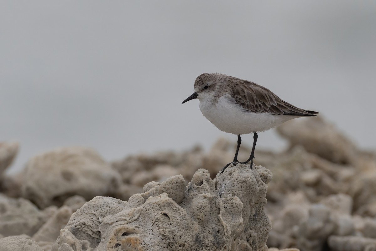 Red-necked Stint - ML645648192