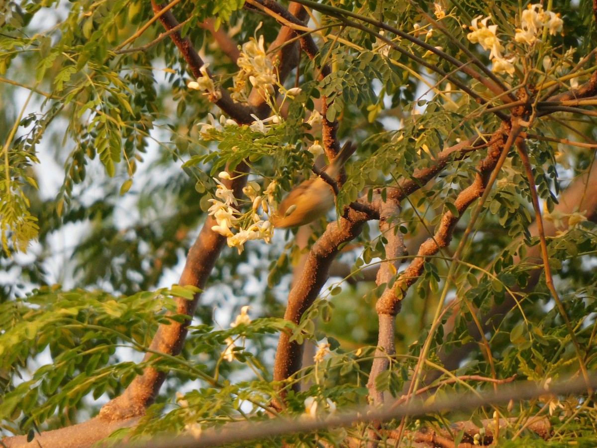 budníček zelený - ML645648196