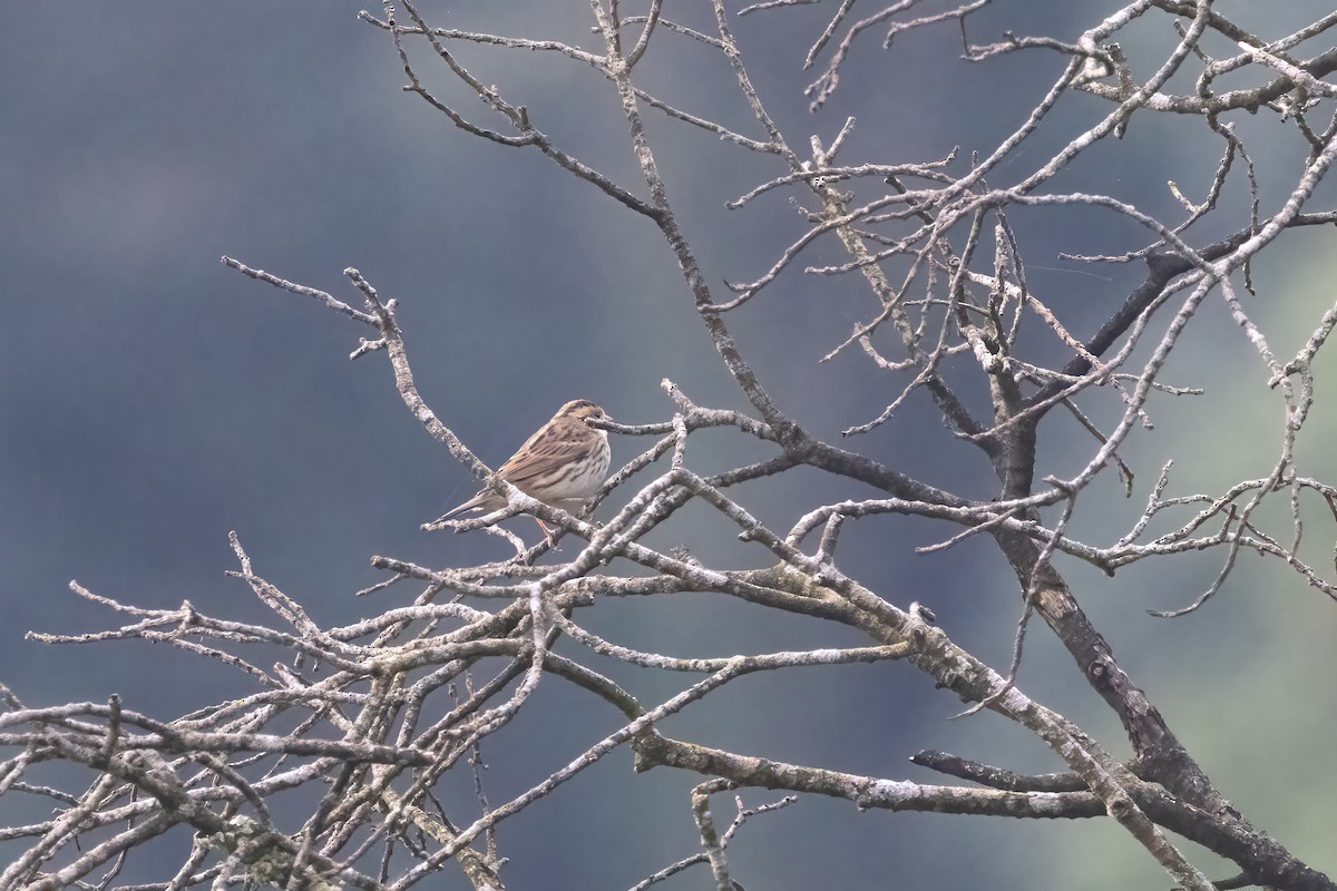 Little Bunting - Kalpesh Krishna