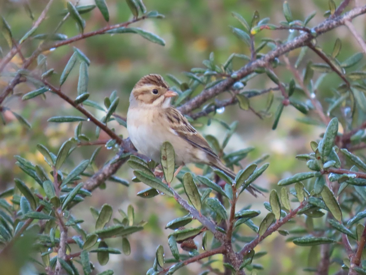 Clay-colored Sparrow - ML645648204
