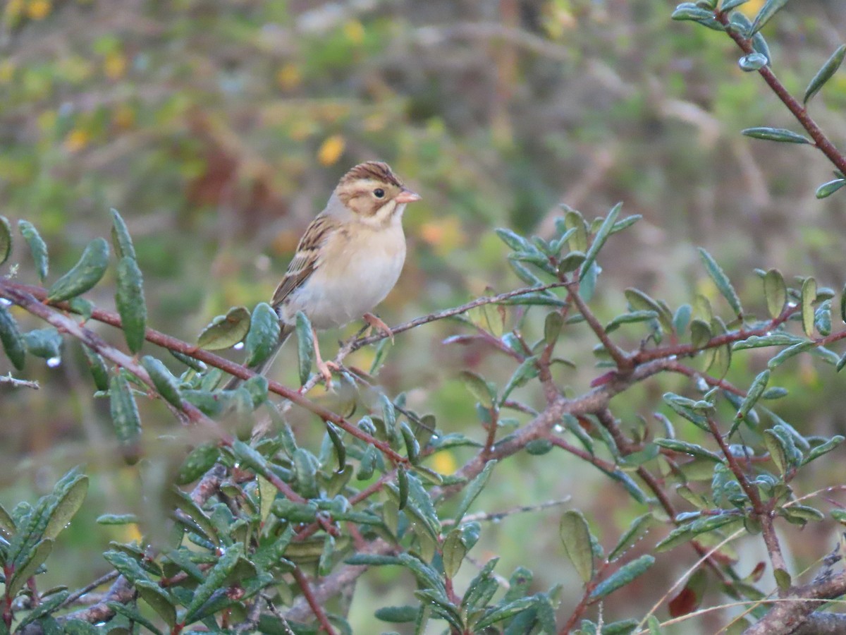 Clay-colored Sparrow - ML645648205