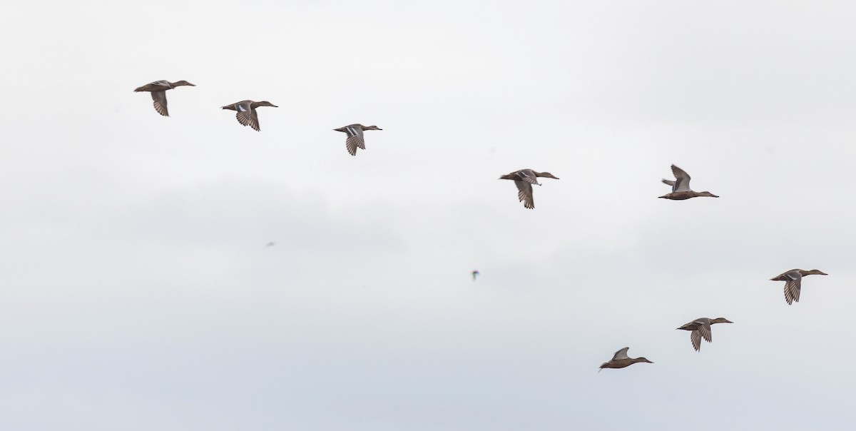 Northern Shoveler - ML645648207