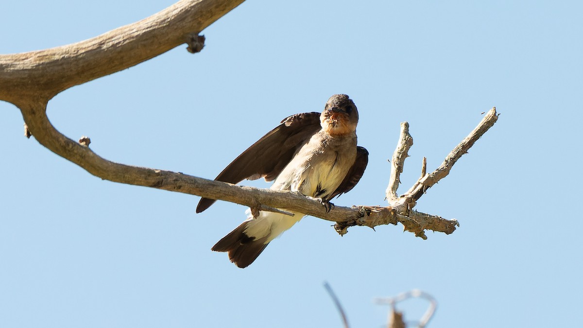 Southern Rough-winged Swallow - ML645648217