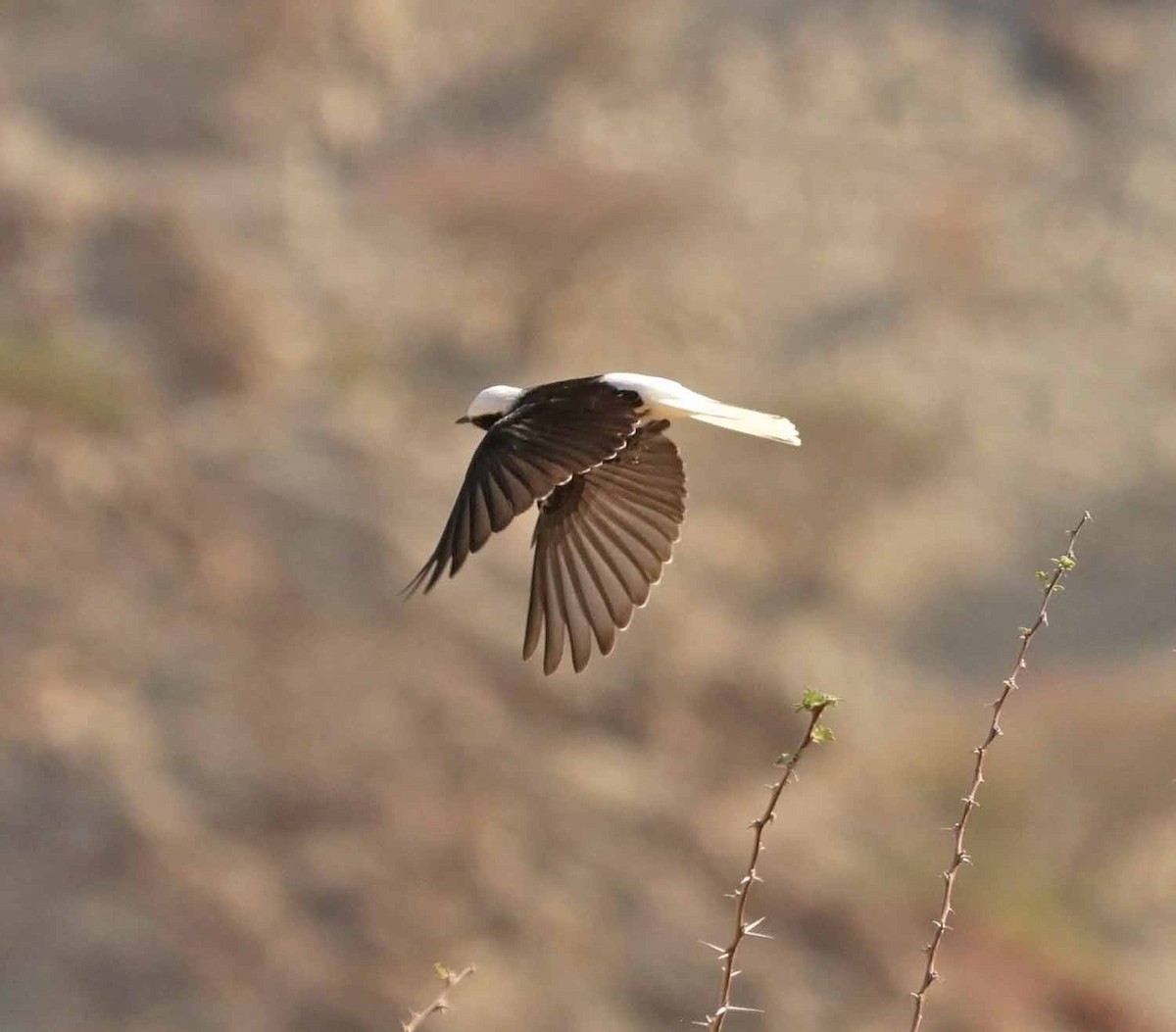סלעית נזירה - ML645648218