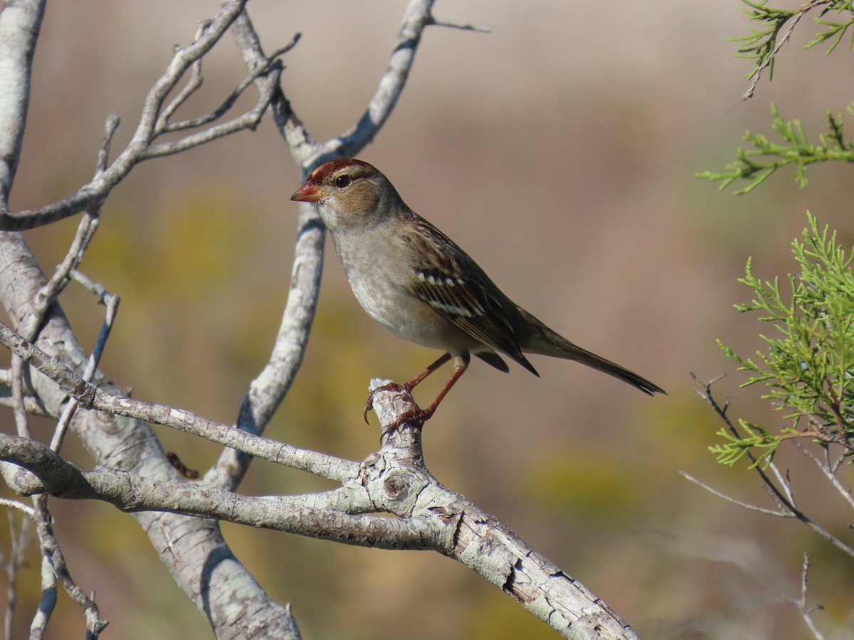 White-crowned Sparrow (Dark-lored) - ML645648219