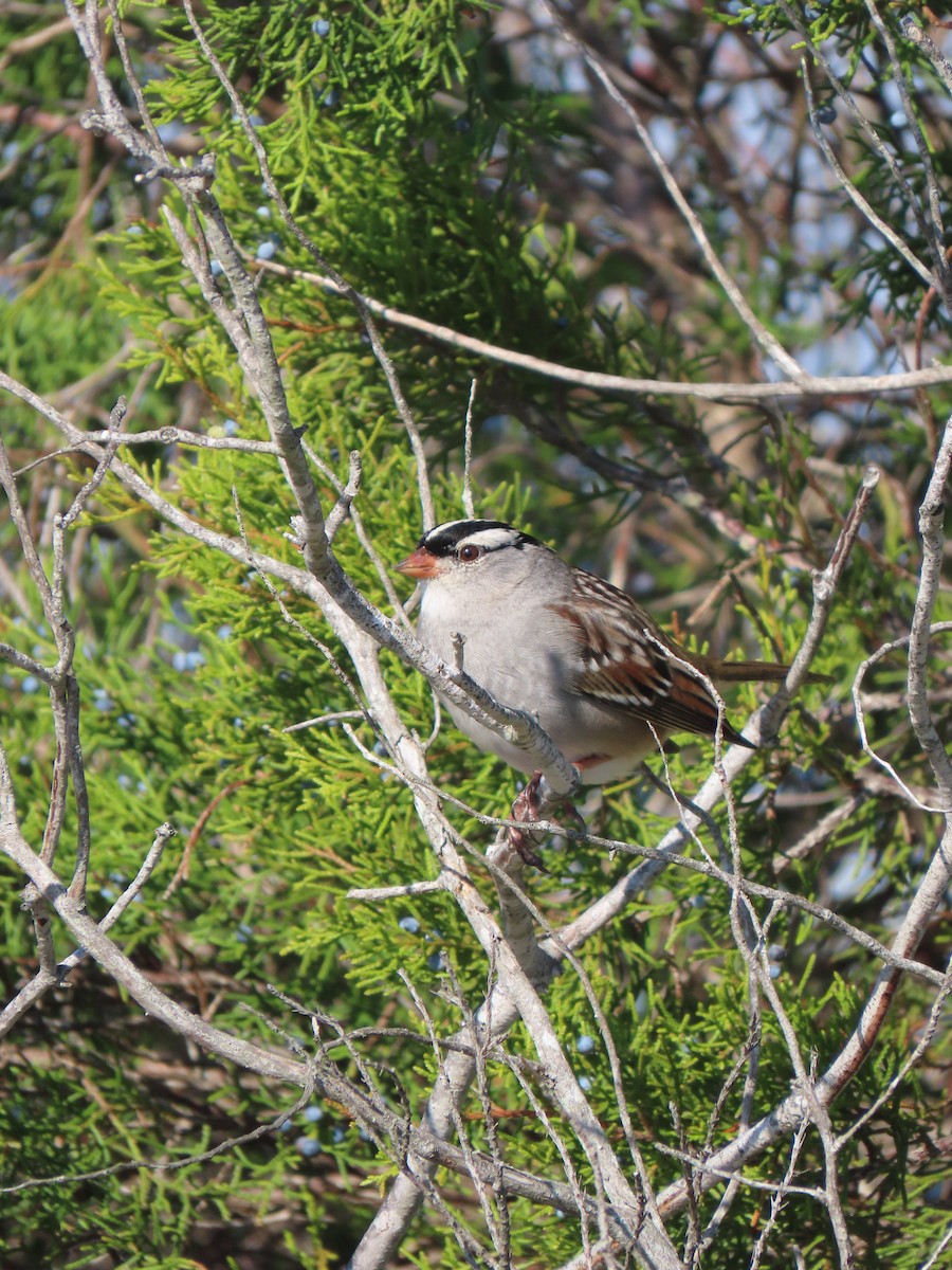 White-crowned Sparrow (Dark-lored) - ML645648220