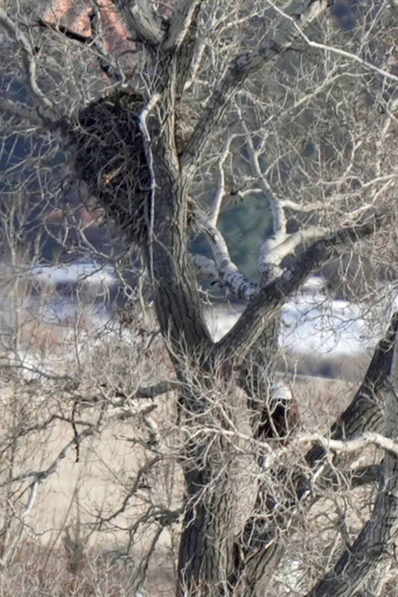 Bald Eagle - ML645648221