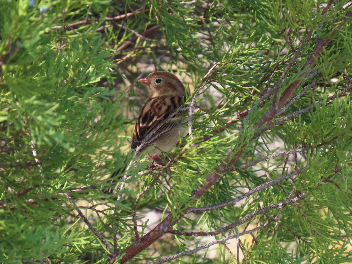 Field Sparrow - ML645648225