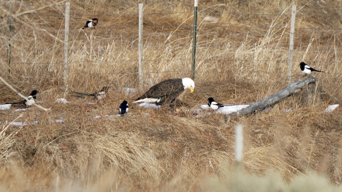 Bald Eagle - ML645648227