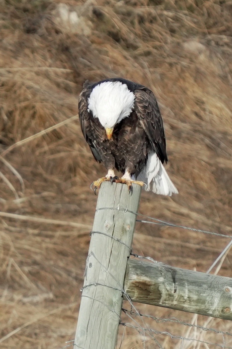 Bald Eagle - ML645648228