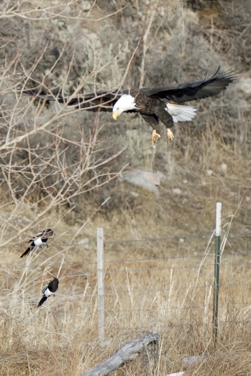 Bald Eagle - ML645648231