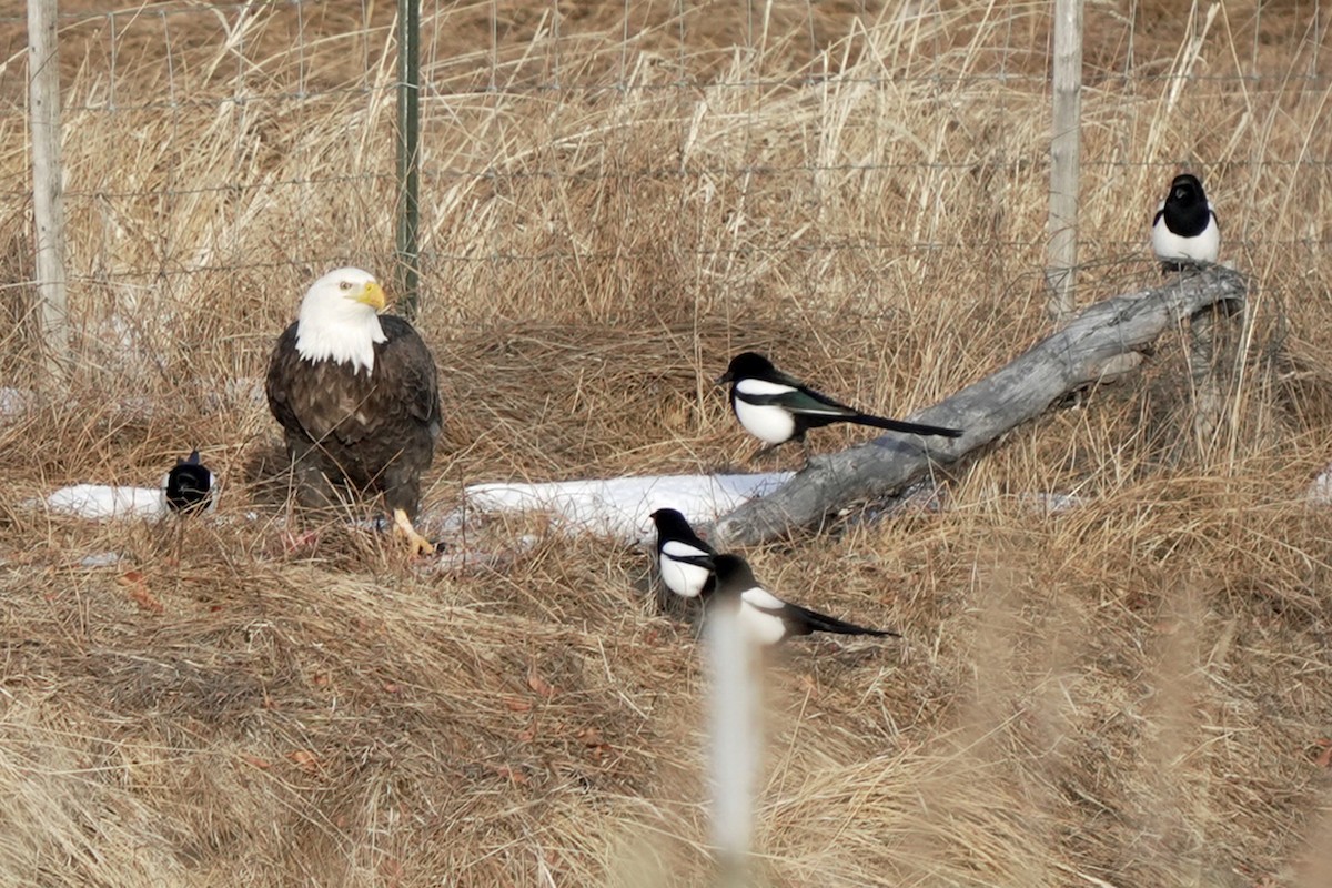 Bald Eagle - ML645648232