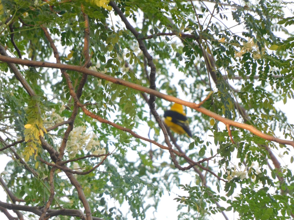 Loriot indien - ML645648235