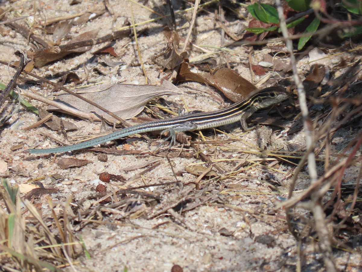 Six-lined Racerunner - ML645648237