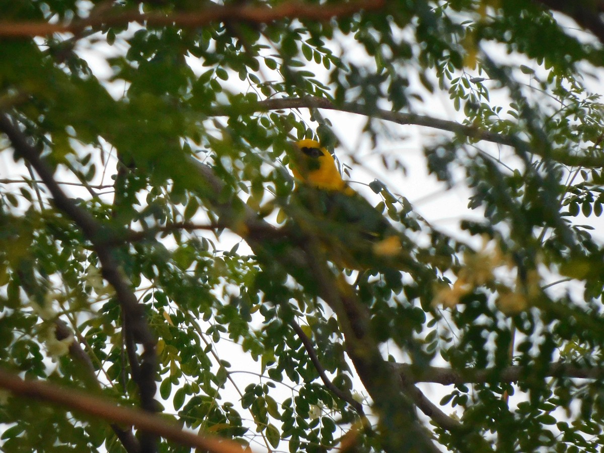זהבן הודי - ML645648239