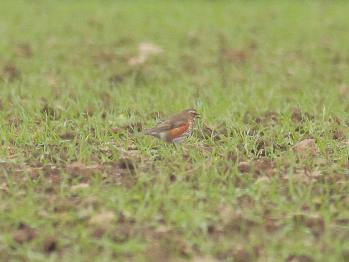 קיכלי לבן-גבה - ML645648240