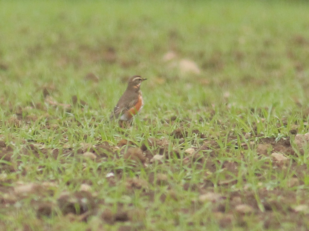 קיכלי לבן-גבה - ML645648241