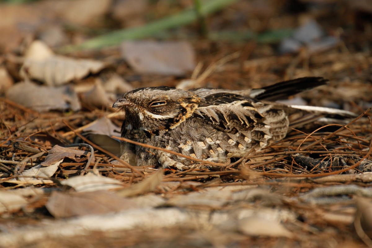 Indian Nightjar - ML645648254
