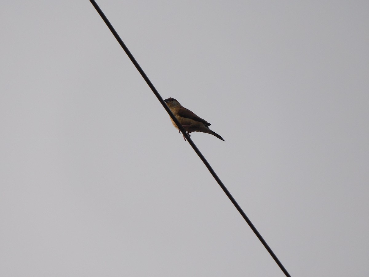 כסוף-מקור הודי - ML645648266