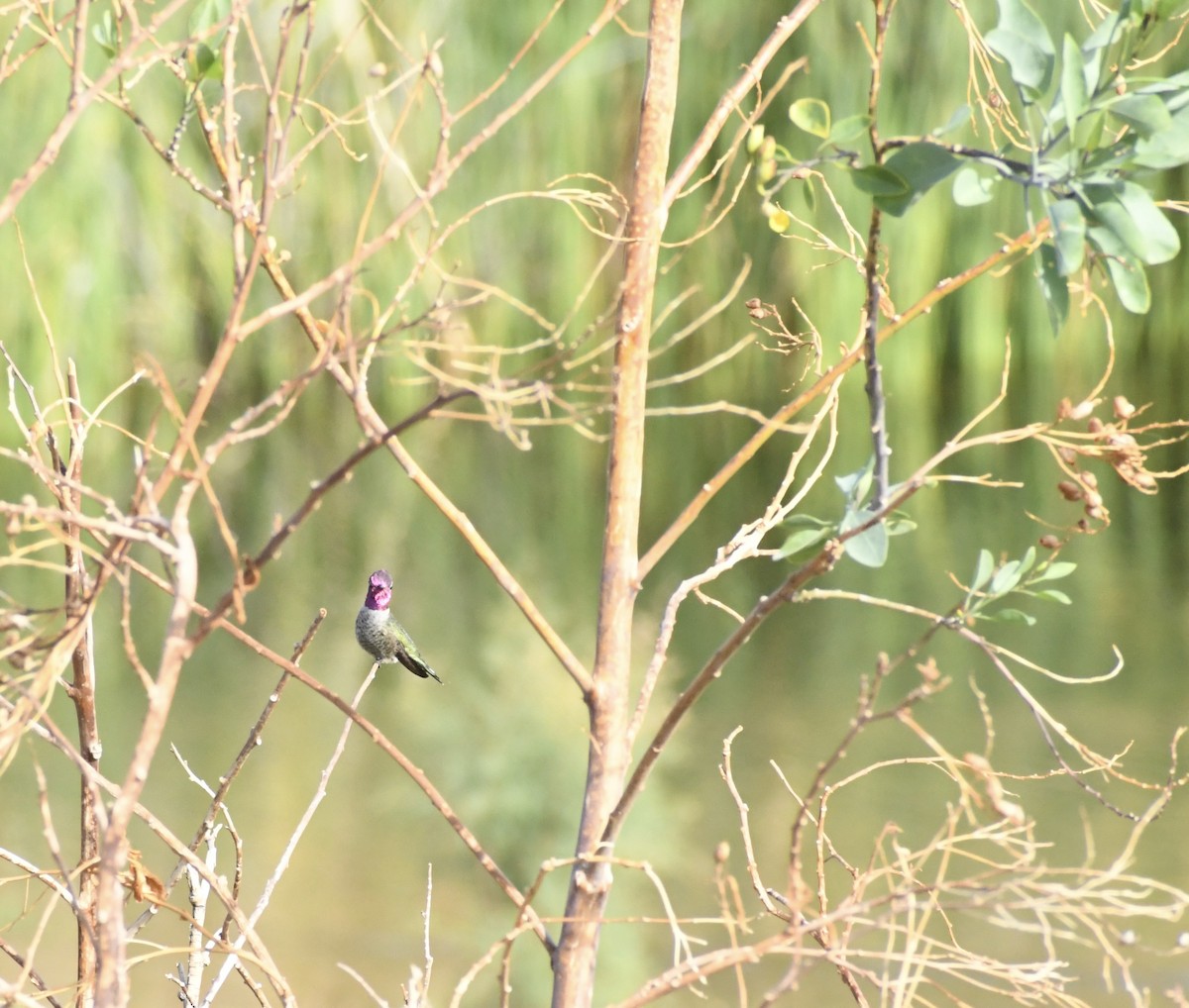 Anna's Hummingbird - ML645648269