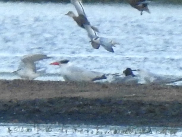 שחפית כספית - ML645648280