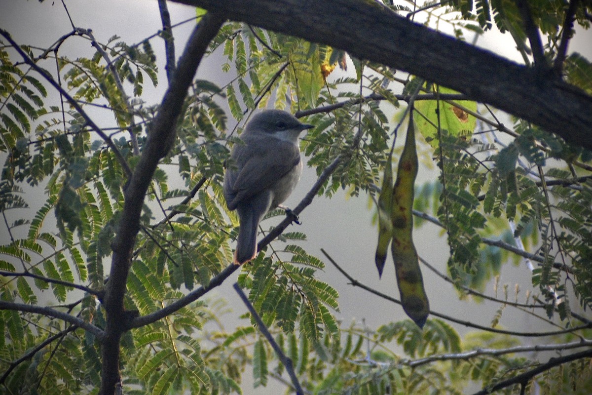 Lesser Whitethroat - ML645648322