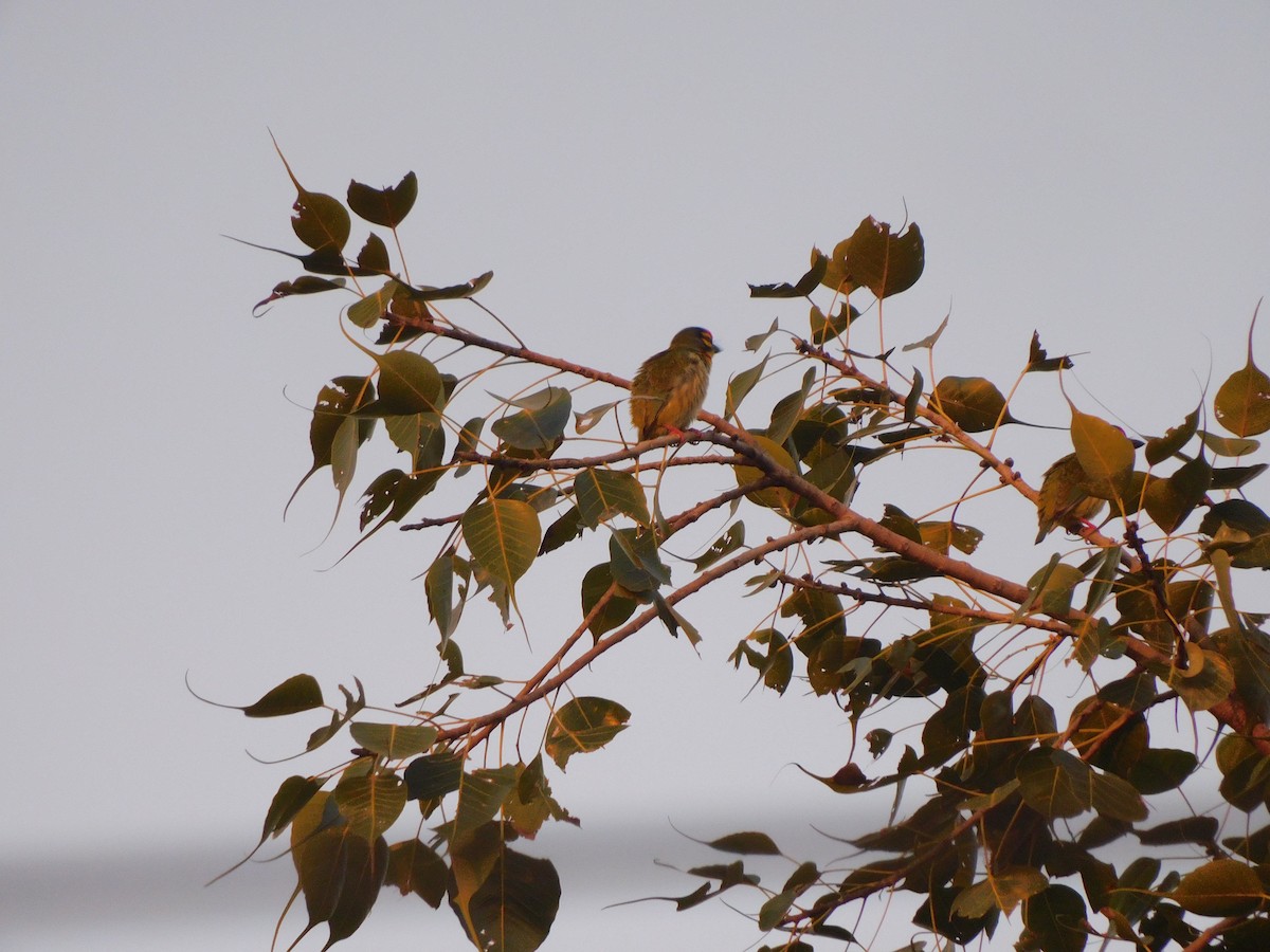 Coppersmith Barbet - ML645648324