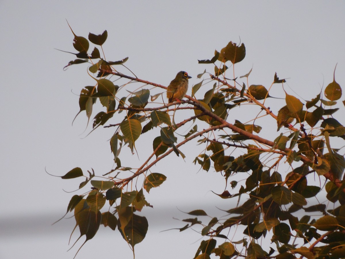 Coppersmith Barbet - ML645648325