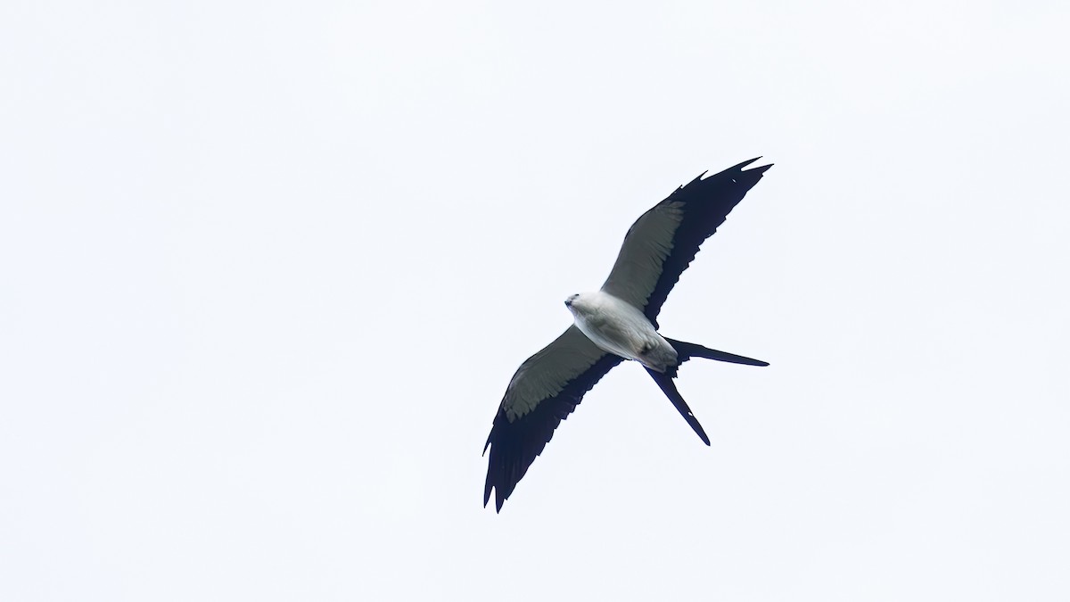 Swallow-tailed Kite - ML645648326
