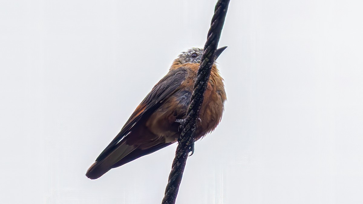 Cliff Flycatcher - ML645648328