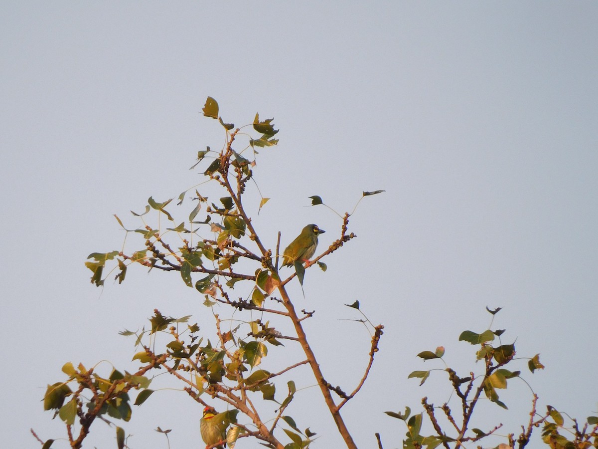 Coppersmith Barbet - ML645648329