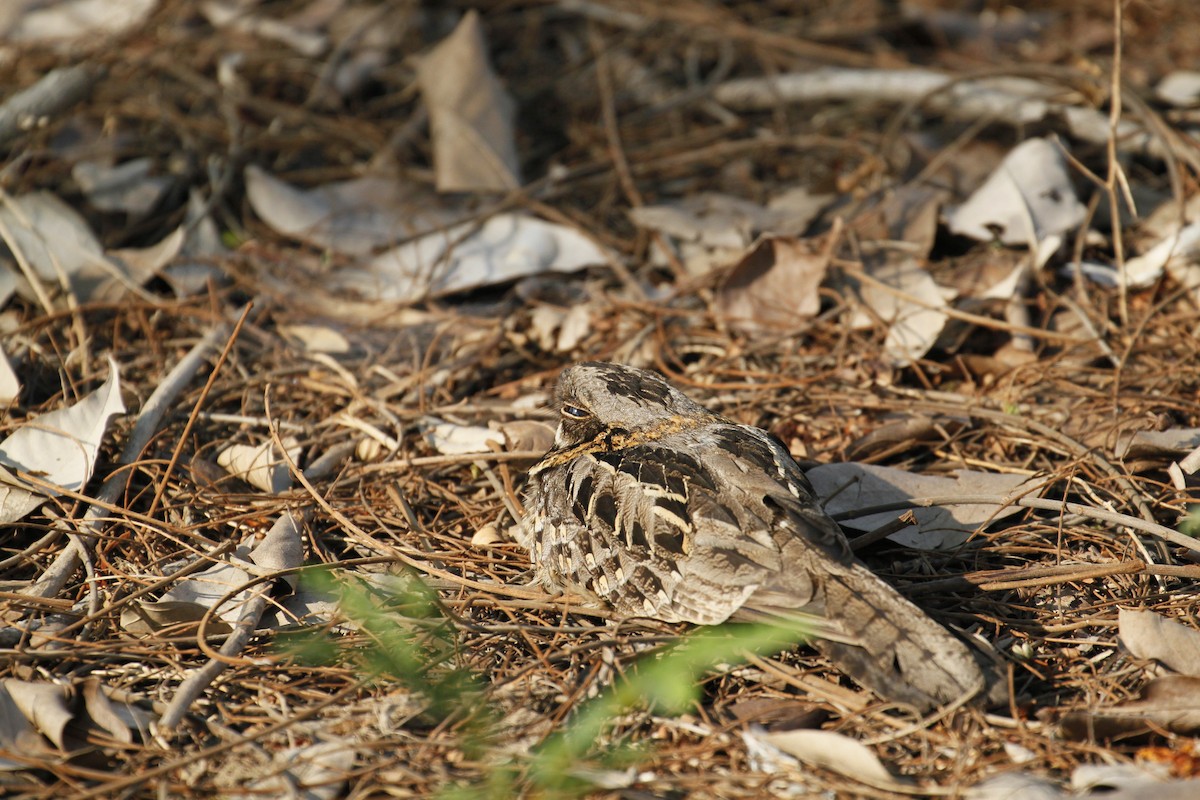 Indian Nightjar - ML645648334