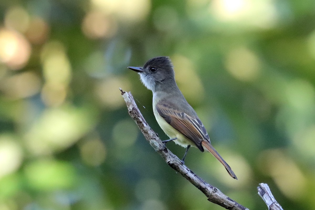 Dusky-capped Flycatcher - ML645648336