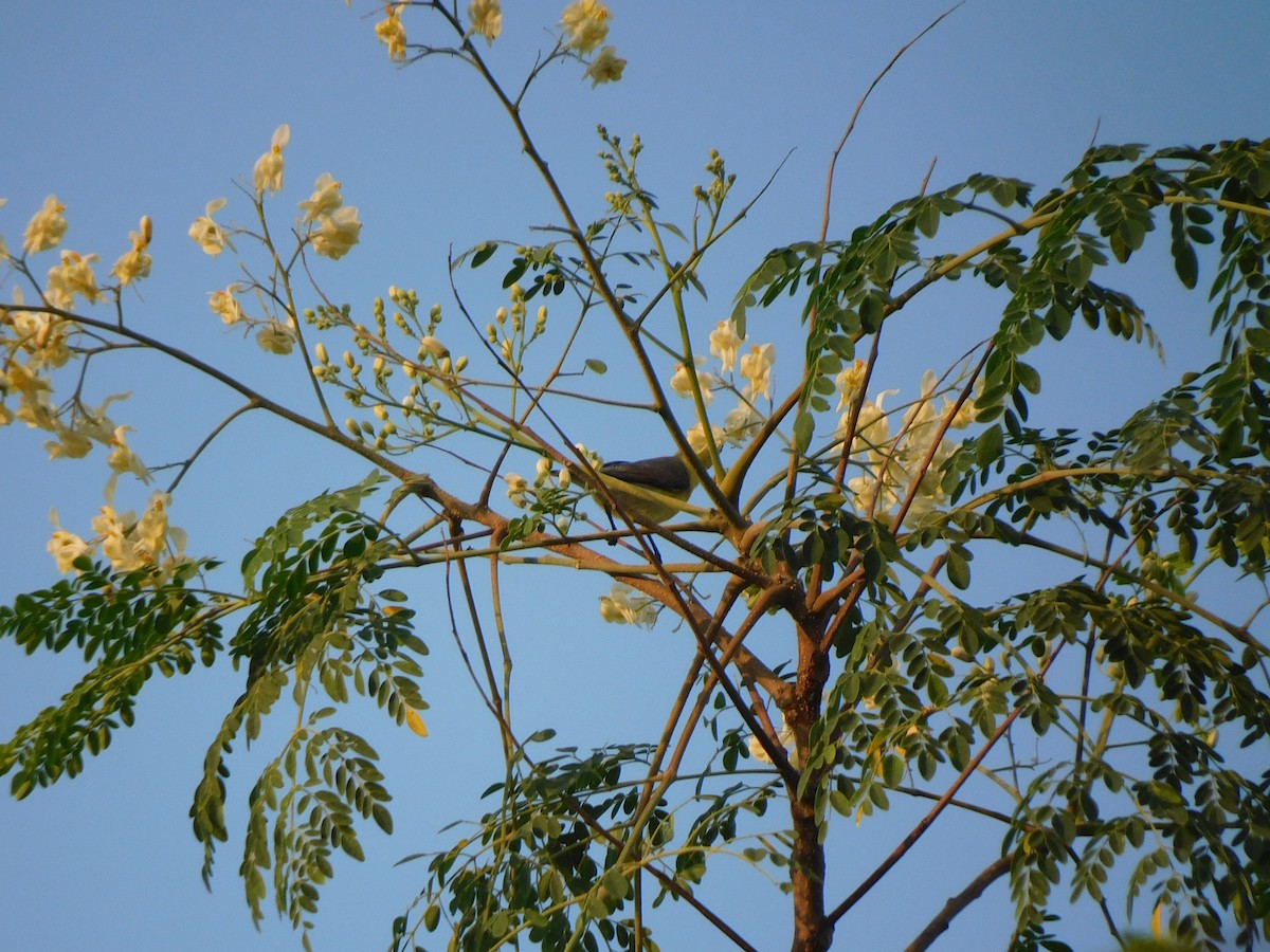 Purple Sunbird - ML645648338