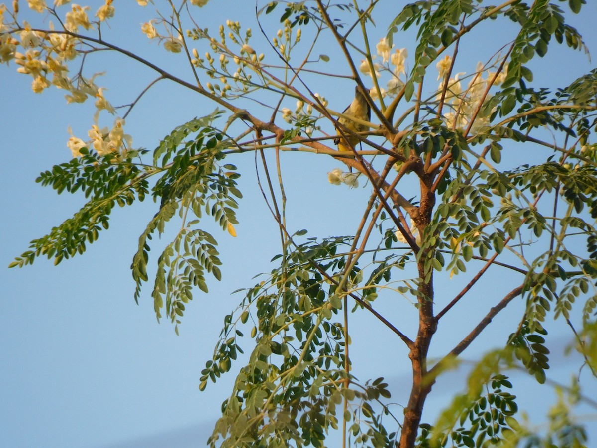 Purple Sunbird - ML645648339