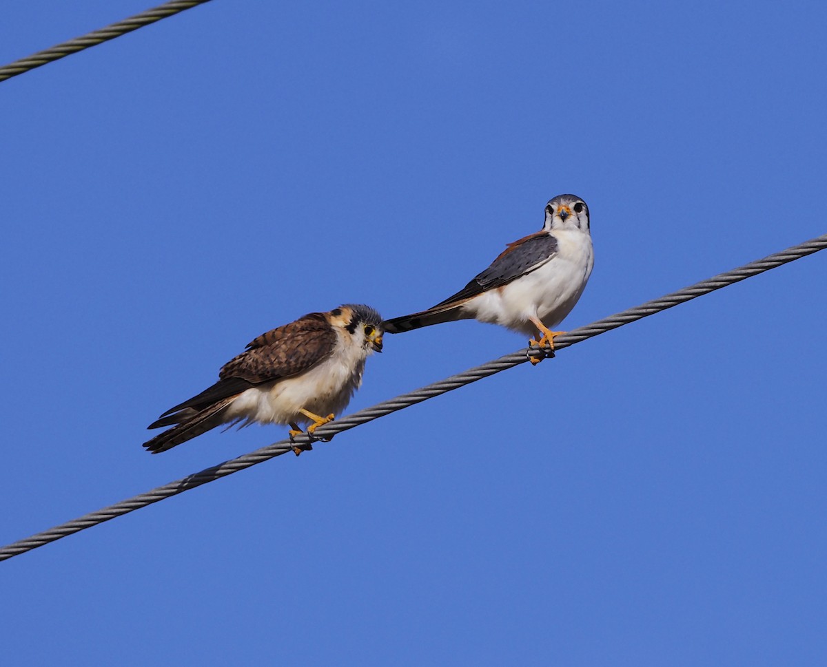 American Kestrel - ML645648344