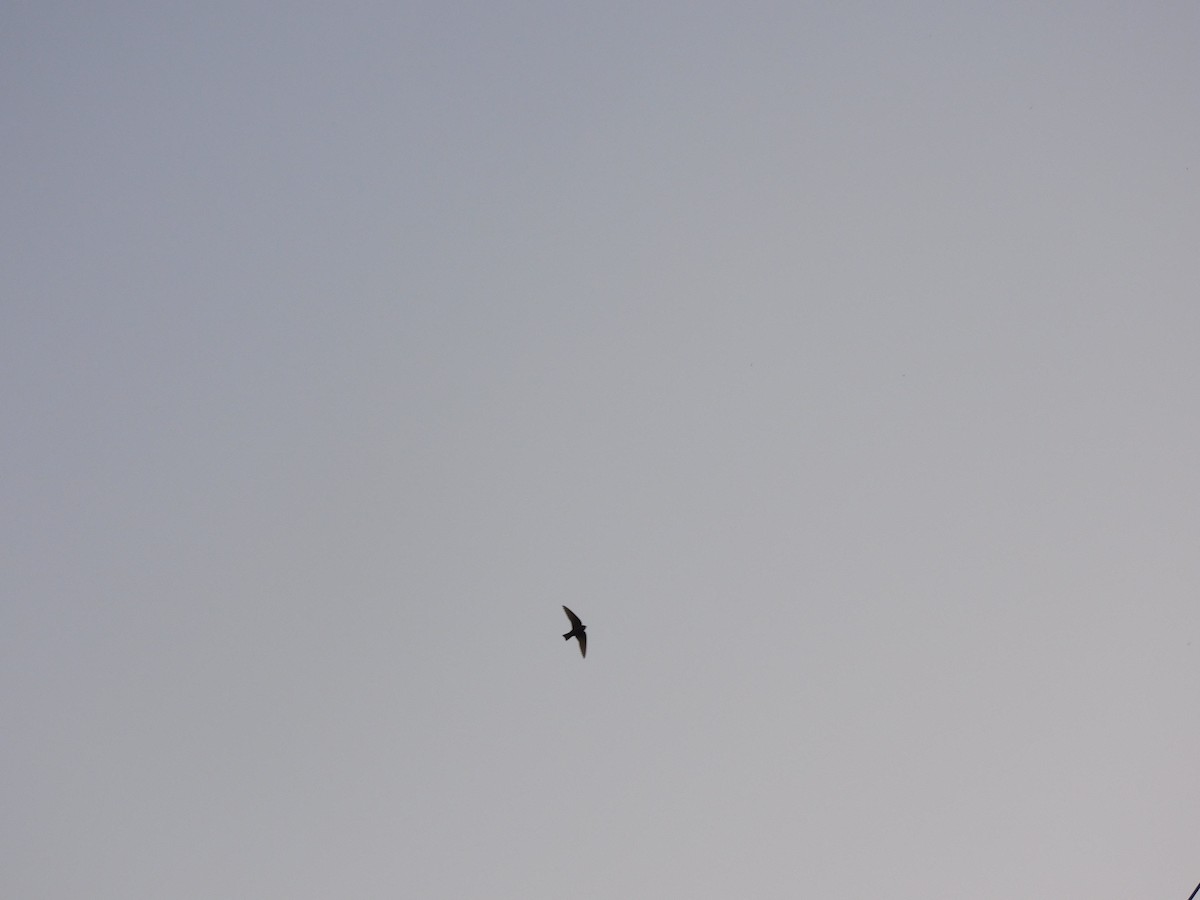 Dusky Crag-Martin - ML645648348