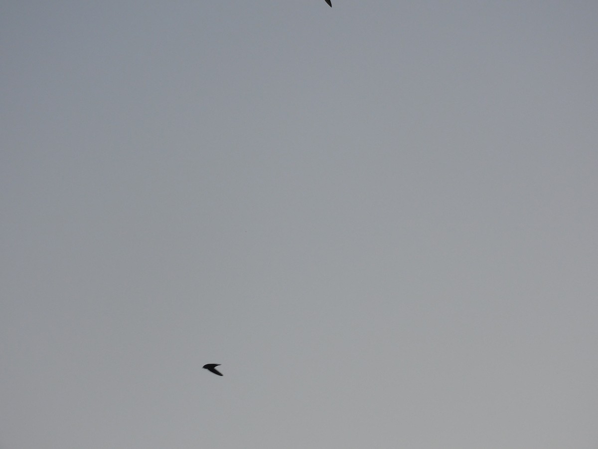 Dusky Crag-Martin - ML645648349